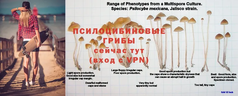 Псилоцибиновые грибы MAGIC MUSHROOMS  blacksprut зеркало  Боровичи 